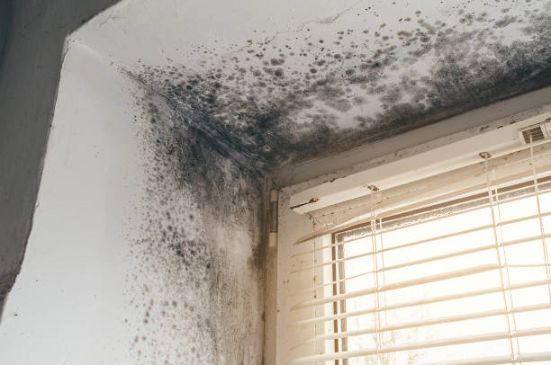 Affordable Mold Cleanup solutions in Liverpool, PA
